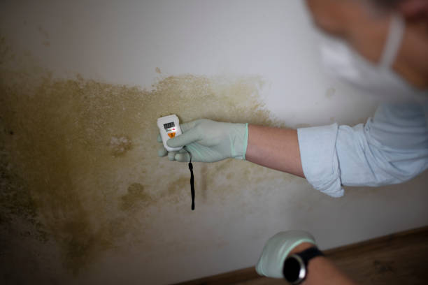 Home Mold Removal in Brookdale, SC